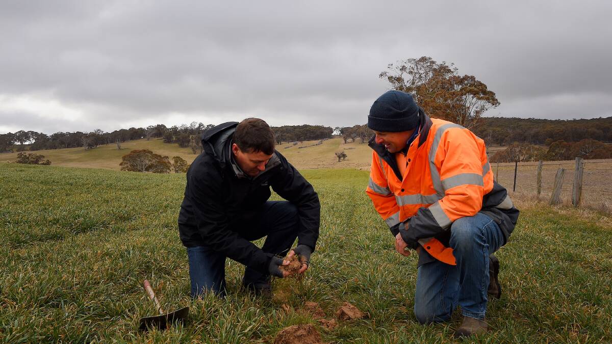Agronomist with Australian Native Landscapes Roger Crisp and farmer Stuart Kelly check soil where biosolids have been used. Biosolids were not used on the paddock to the right. Photo: Kate Geraghty