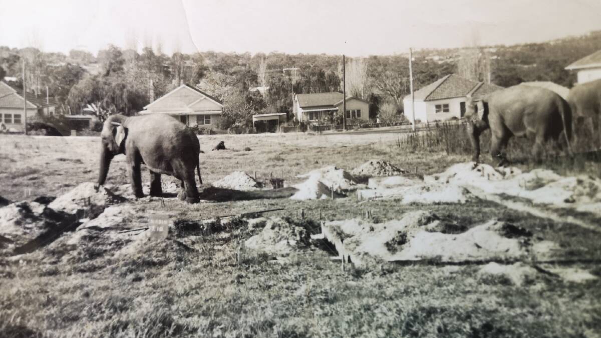 Elephants in Eton Street, Sutherland about 1966. Picture: supplied