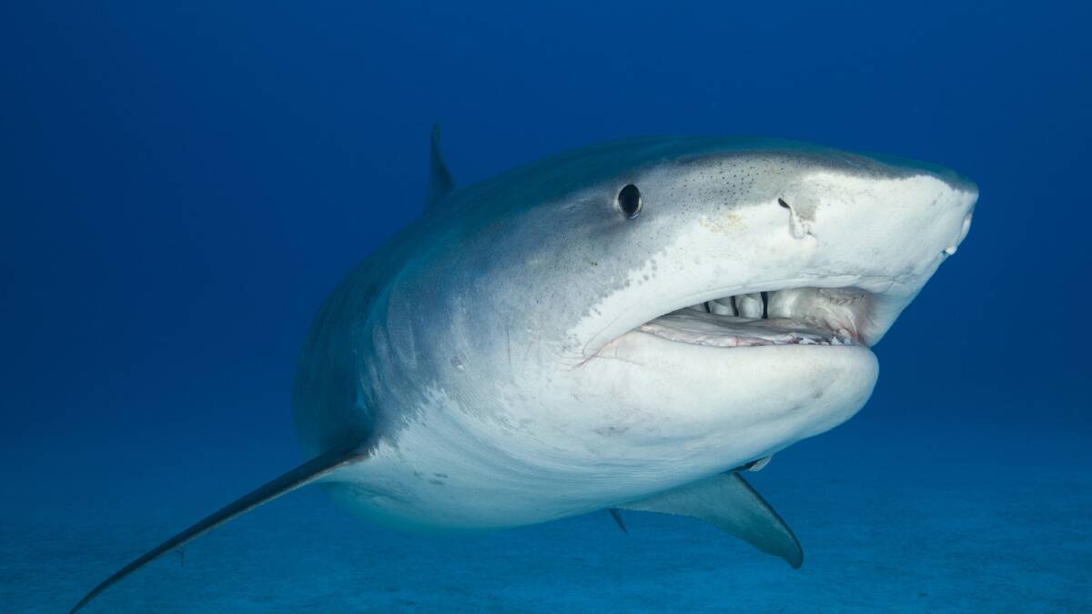 File image of a Tiger Shark. Picture: ACM