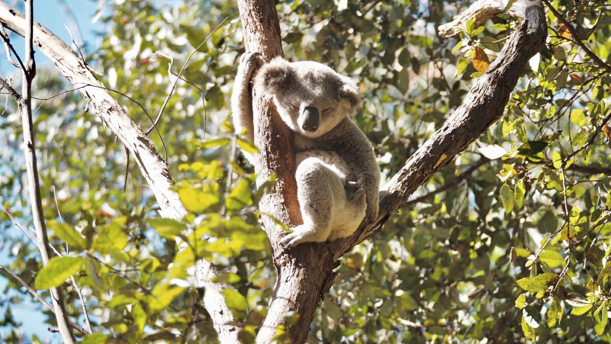 Koala in bushland at Woronora. Picture Greg Tannos