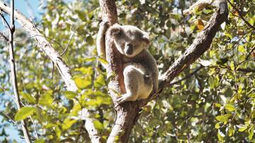 Koala in bushland at Woronora. Picture Greg Tannos