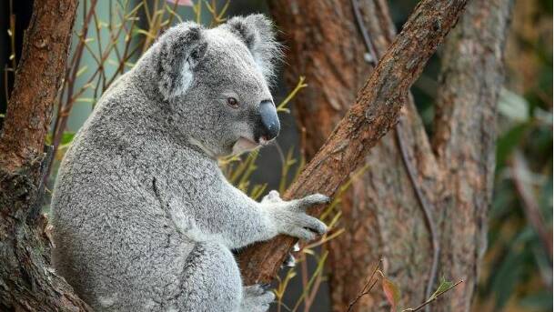 The Nationals say the koala habitat protection policy is limiting land use on farms and the ability to rezone areas for development. 