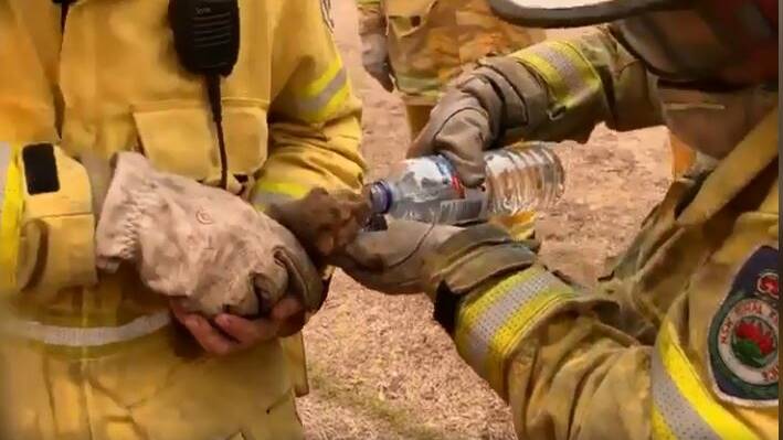 Heathcote brigade firefighter Edwina Illman gives the possum water. Picture: Facebook