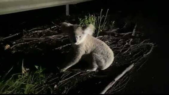 The koala, which motorist Leo Gomez saved from being hit on Heathcote Road. Picture supplied