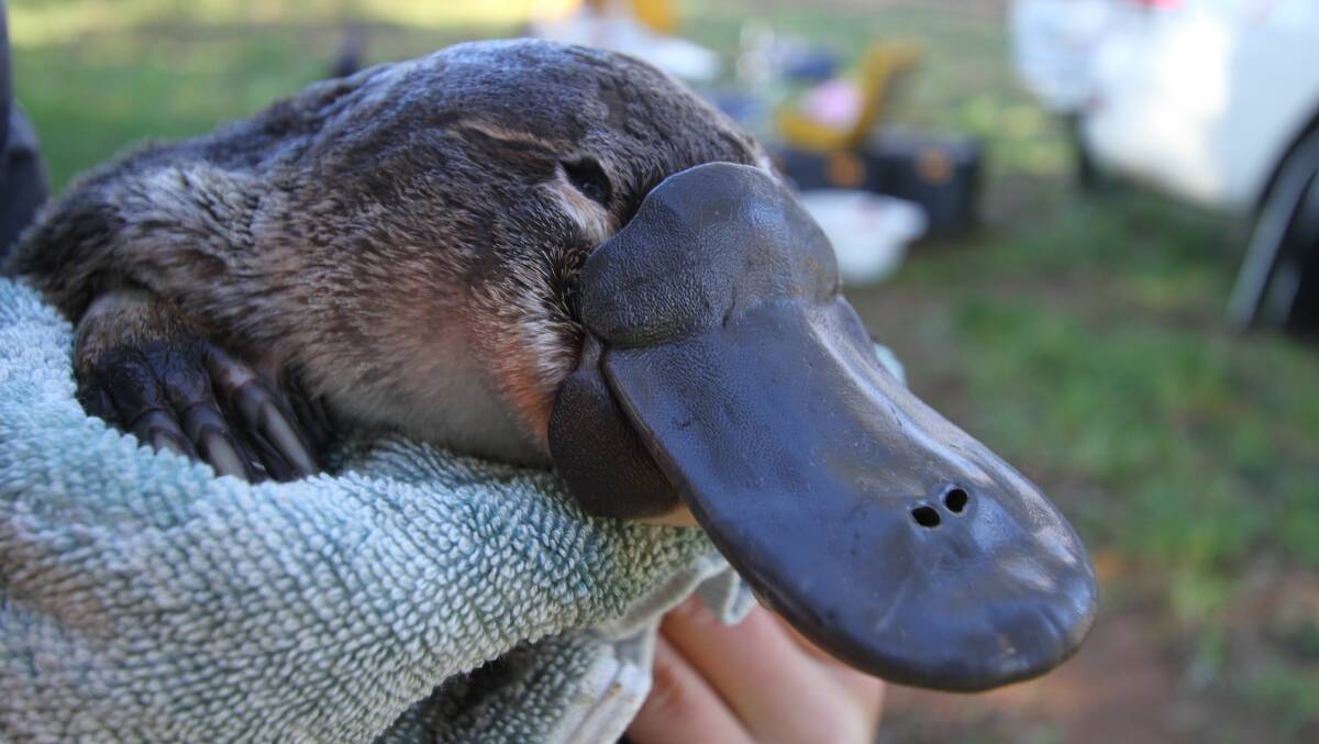 A platypus about to be released in another area as part of the university project. Picture: UNSW