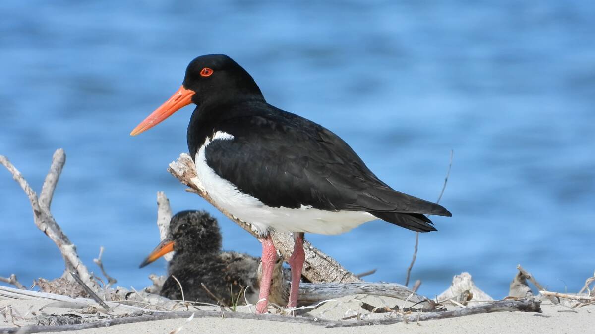 Mother pied oystercatcher and one of her chicks at Maianbar. Picture Julie Keating