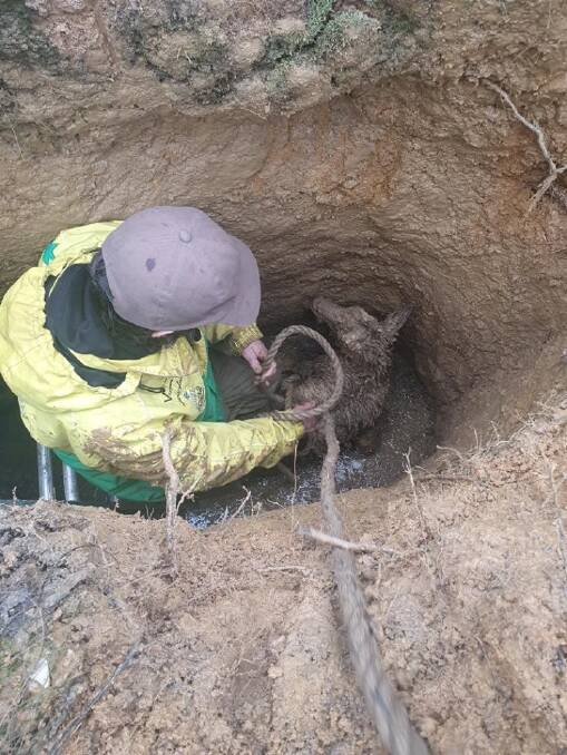 Volunteer wildlife rescuer Gary Ward in the hole with the kangaroo.