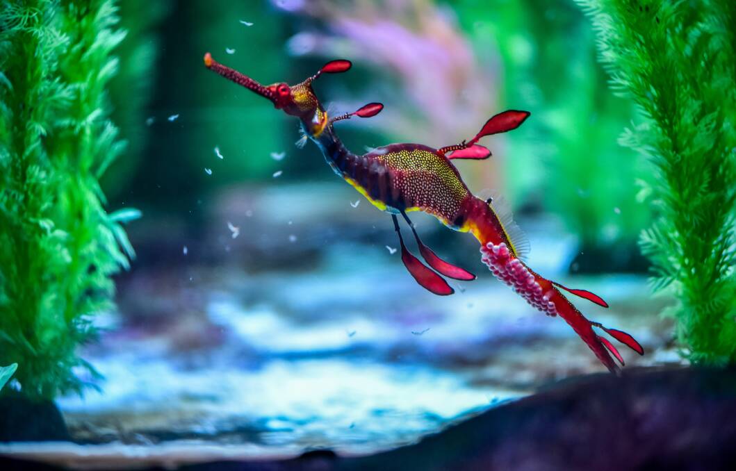 Hope for weedy sea dragon future following rare breeding success in  captivity | St George & Sutherland Shire Leader | St George, NSW