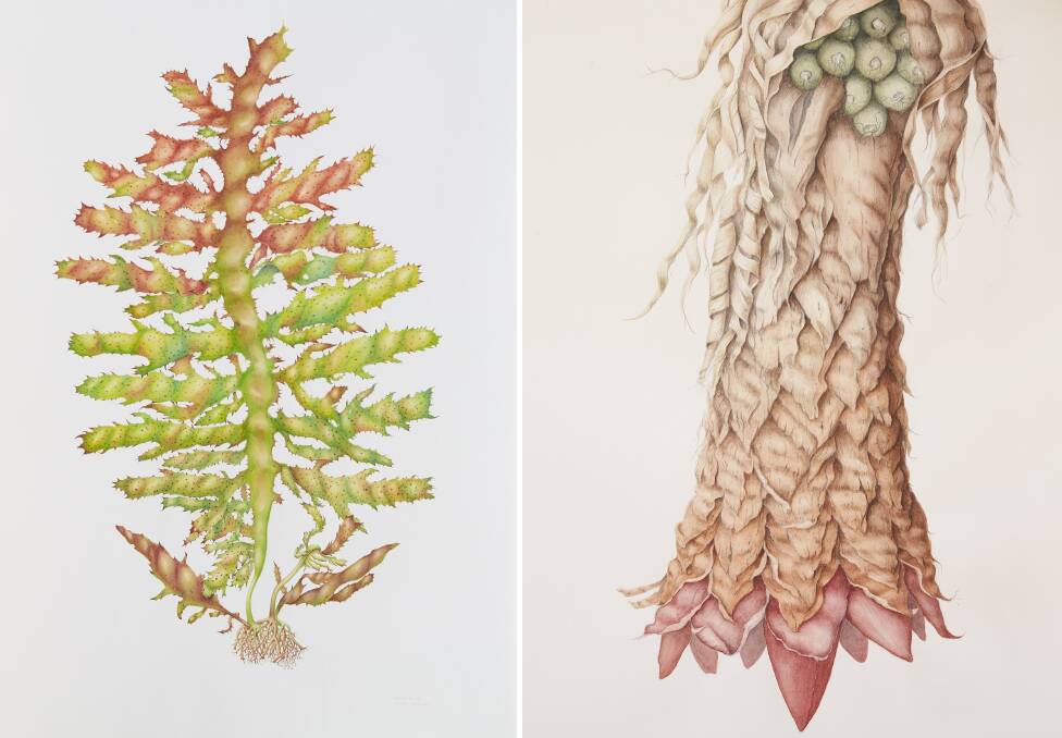 Botanic beauties: Left, Ecklonia radiata kelp (seaweed). Right, Ensete ventricosum abyssinian (banana). Paintings: Amanda Izzard 