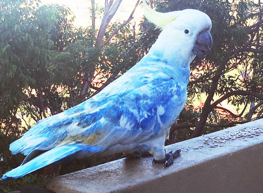 Multi-coloured sulphur-crested cockatoo spotted in the eastern suburbs in 2016.