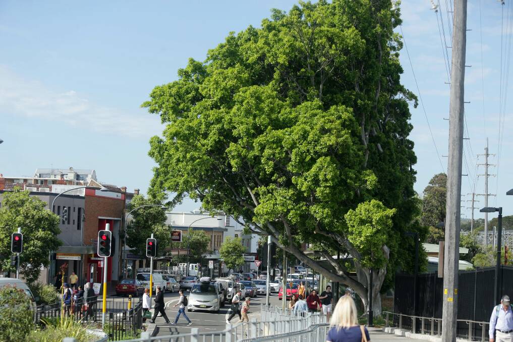 "Devastating impact": Large figs next to Sutherland station would be among trees to be axed. Picture: Chris Lane