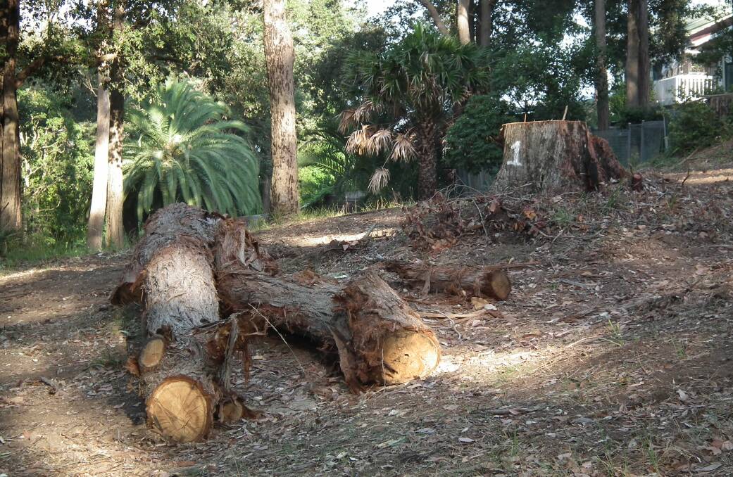 Number was up: Trees chopped down 150 metres from Heathcote Hall in Royal National Park last December.