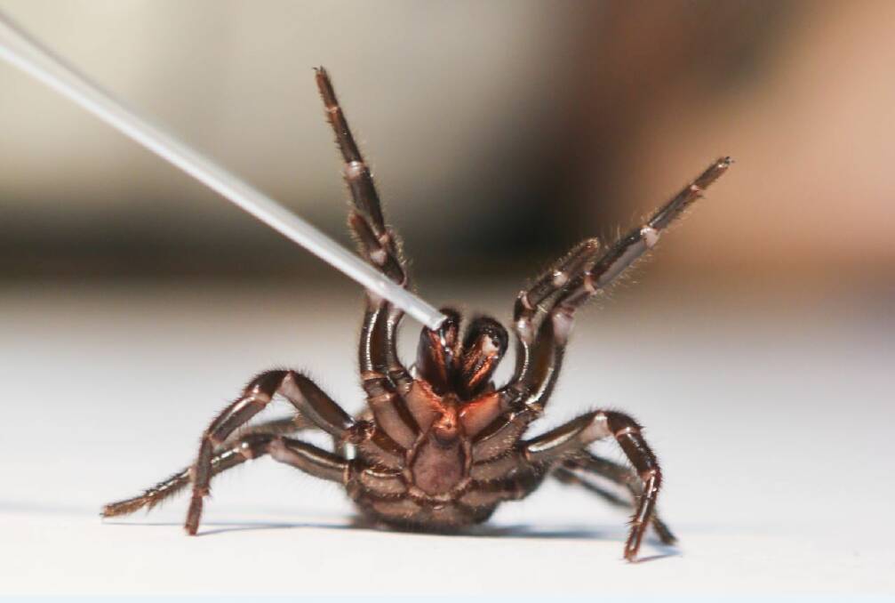 Better alive: Funnel-web spiders must be captured alive to be milked