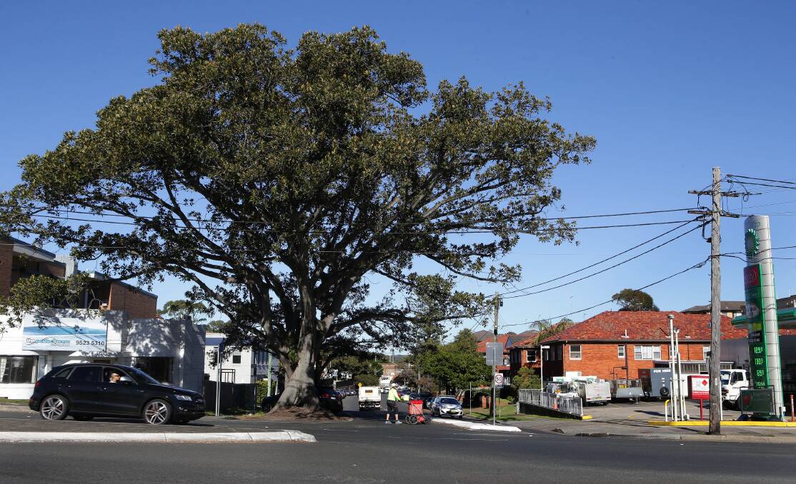 "Highly valued": An arborist's report says two heritage-listed fig trees at Cronulla are suffering stress and should have a long-term remediation plan.