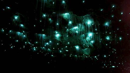 The Old Helensburgh Tunnel is the home of an incredible glow-worm colony. 
