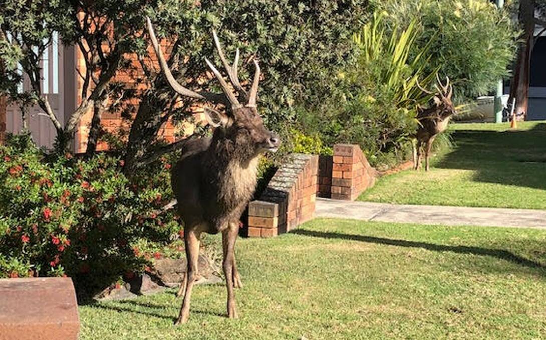 Unwelcome visitors: Two deer roam Marina Crescent at Gymea Bay in broad daylight last week. Picture: supplied