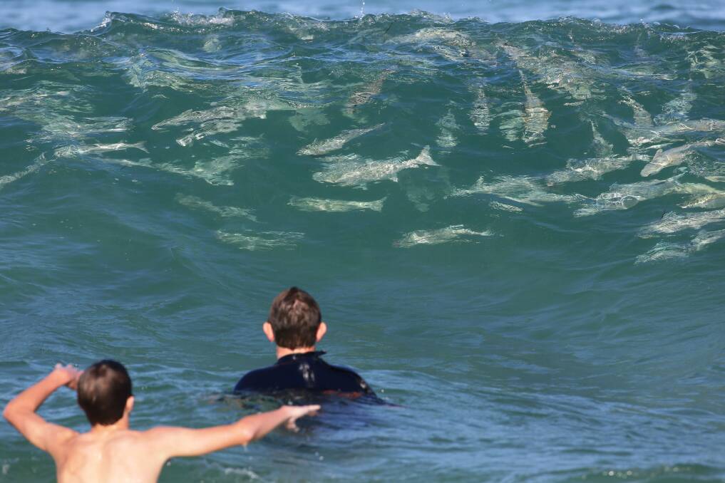 A mullet run at Wanda Beach kept beachgoers amused on Tuesday afternoon. Pictures: John Veage