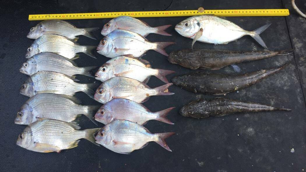 Not measuring up: Bream, snapper, flathead and trevally seized by fisheries. Pictures: NSWDPI
