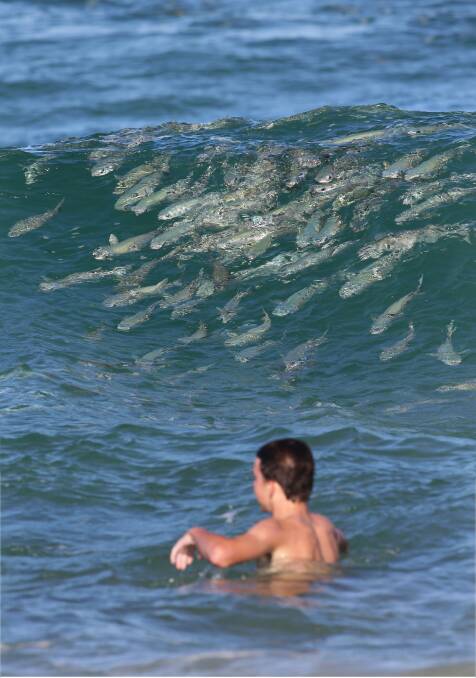 This swimmer seems unperturbed by the schools of fish even though experts warn there could be sharks in stalking the  mullet. Picture: John Veage