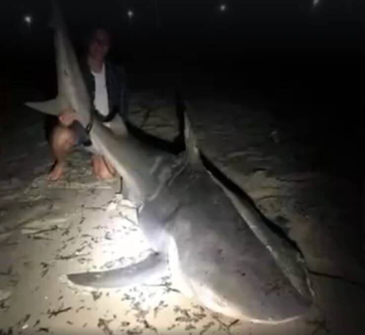 The 3m bull shark caught in Botany Bay off Dolls Point in the early hours of Friday morning. Picture: Facebook