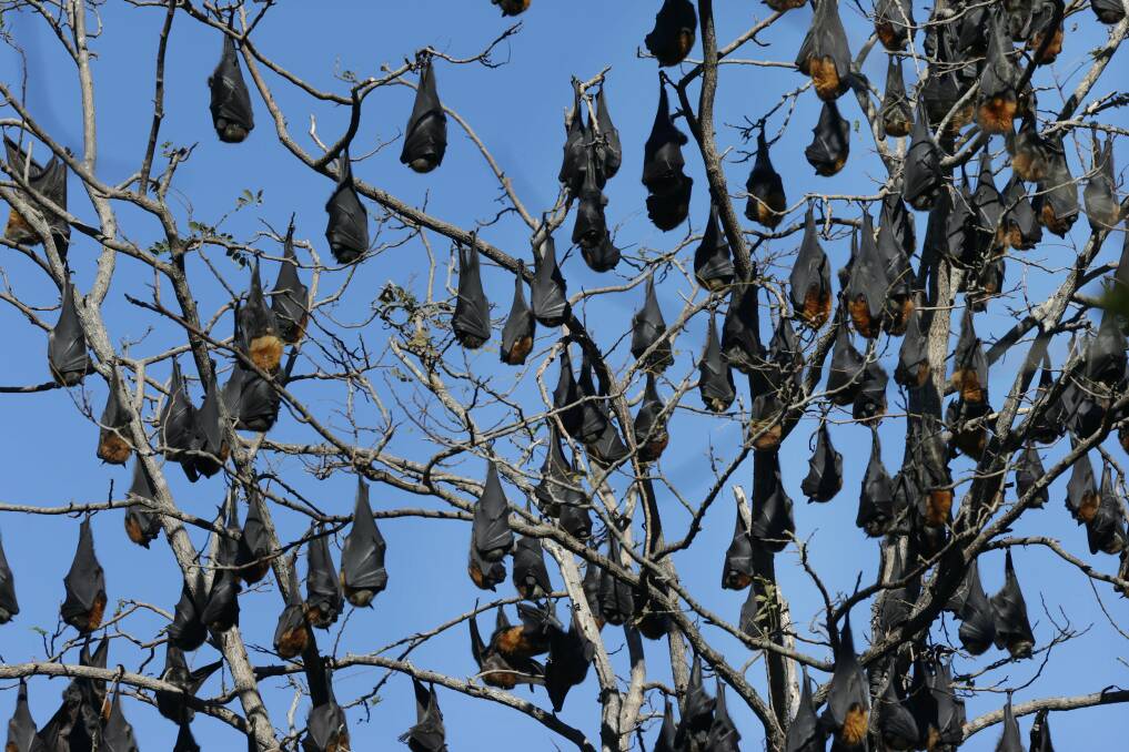 Settled in: Flying foxes moved into the Camellia Gardens in July, 2016. Picture: John Veage