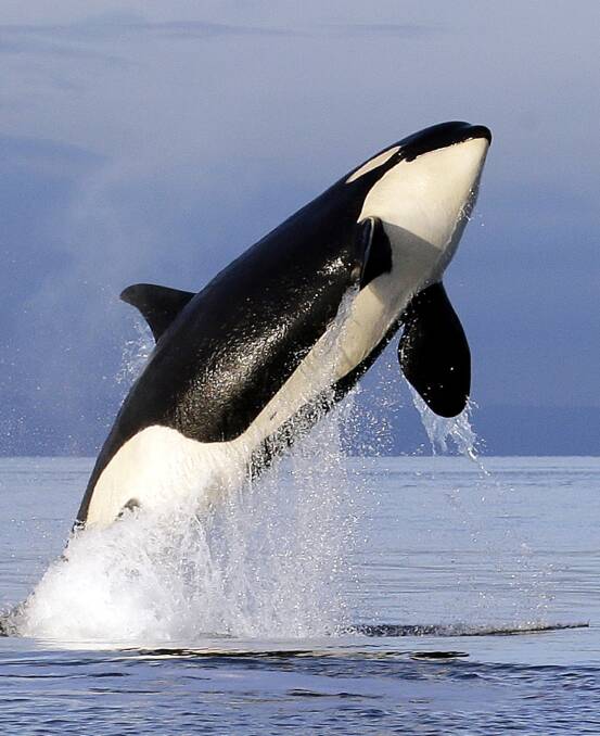 The Orca, or commonly called Killer Whale, is a powerful Dharawal totem. 