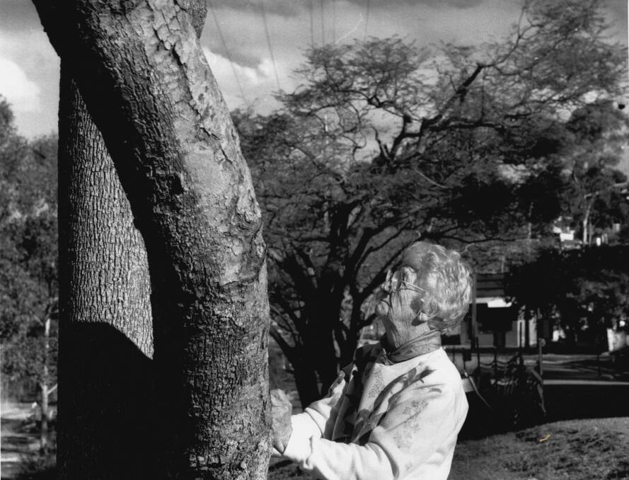 "Sheer vandalism": Irene Haxton inspects one of the threatened jacarandas in Cremona Road near the Como Hotel in 1991. Picture: Colin Townsend