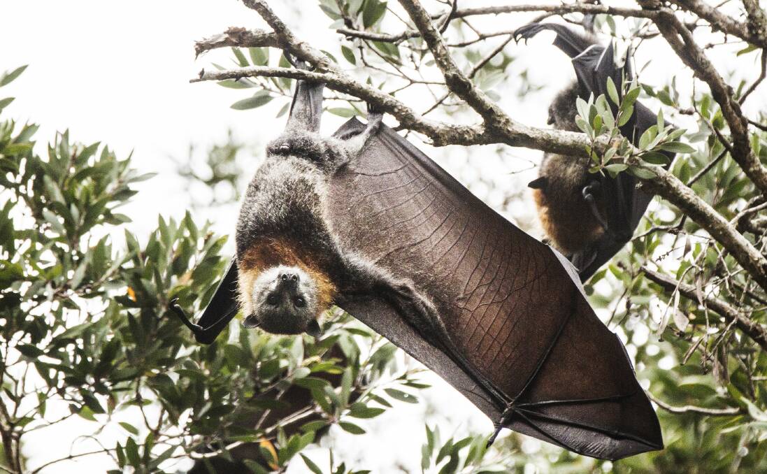 Bats spoil gardens visit