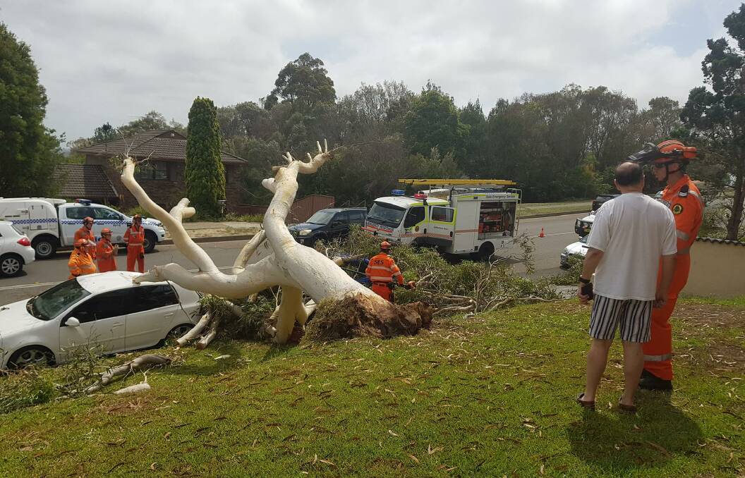 The fallen tree in Wheatley Road, Yarrawarrah. Picture: Sutherland Shire SES