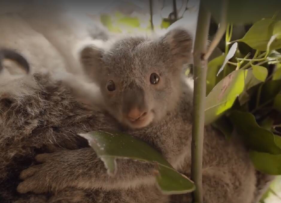 Koala joey Ellie clings to her mum Grace at Symbio. Pictures: Symbio Wildlife Park
