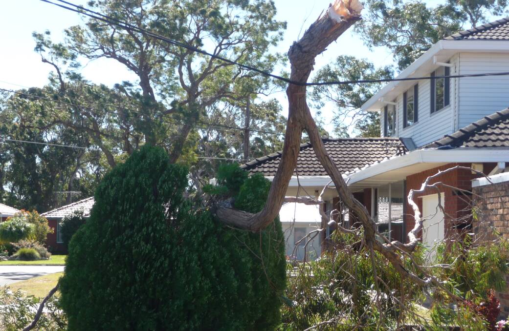Dangerous tree: A branch falls onto power lines at Kirrawee in 2017. After many requests, the home owners were eventually allowed to remove the tree. 