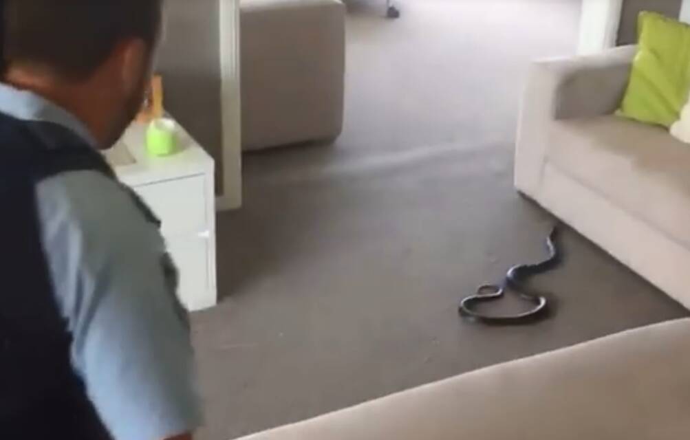 Home invasion: A Sutherland policeman helped to keep a red-bellied black snake at bay until a snake catcher arrived.Pictures: Kayla Owen