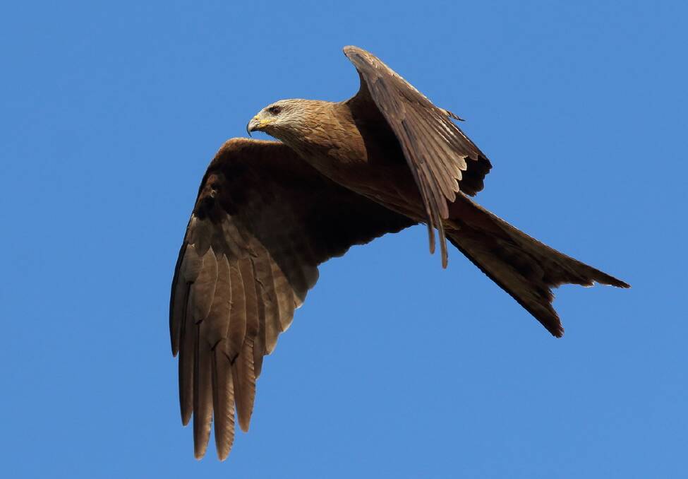 BirdLife Australia is anticipating a rise in the number of raptors spotted in urban areas in this year’s Aussie Bird Count. Pictures: Supplied