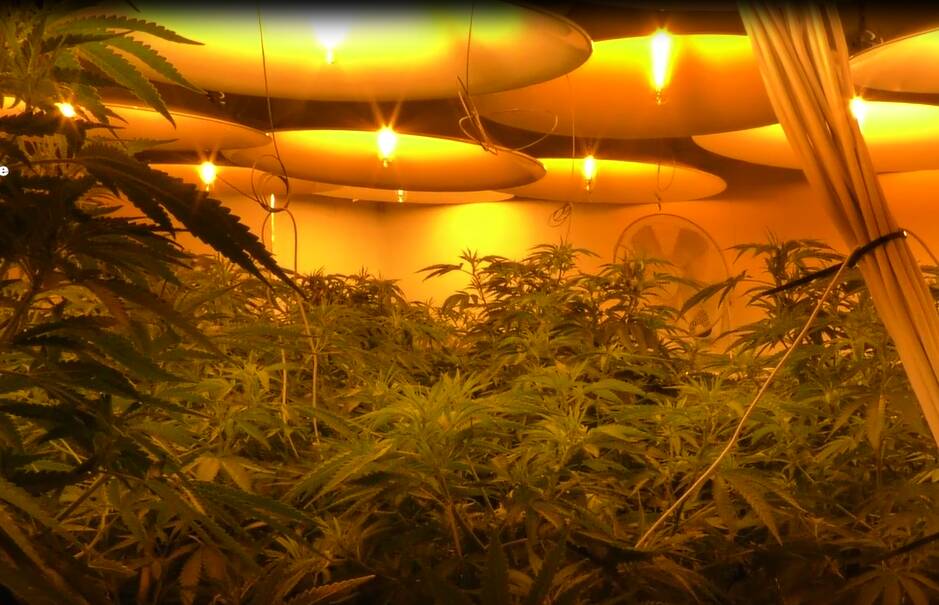 A hydroponic cannabis setup. Picture: NSW Police