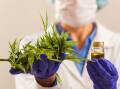 Medicinal cannabis poses a challenge for our road rules. Picture Shutterstock