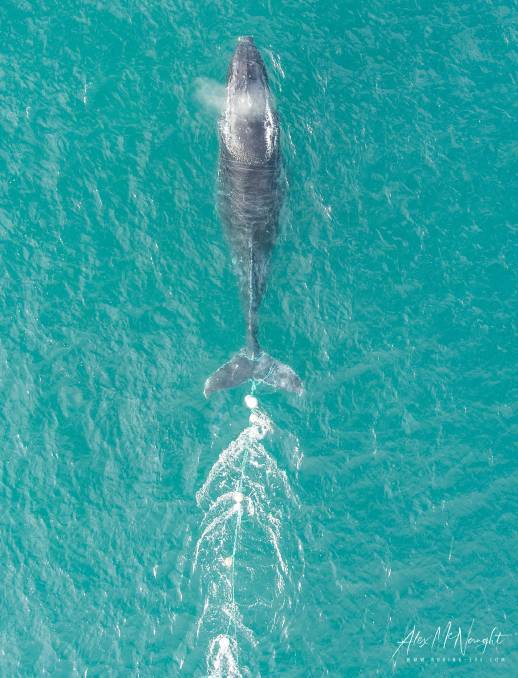 This image of the first entangled whale was snapped by photographer and ORRCA member Alex McNaught. It had 200m of rope trailing behind it. Photo: Alex McNaught.