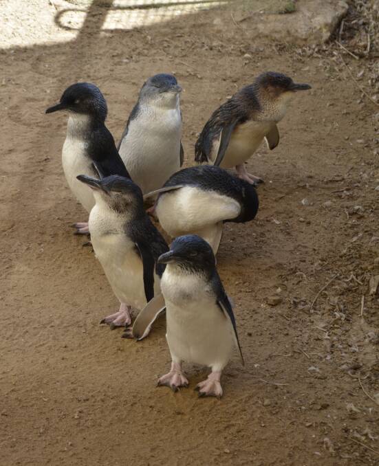 The island mystery of the missing penguins