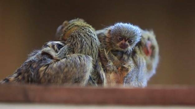 The missing monkeys: an adult male, a female juvenile and a four-week-old baby 