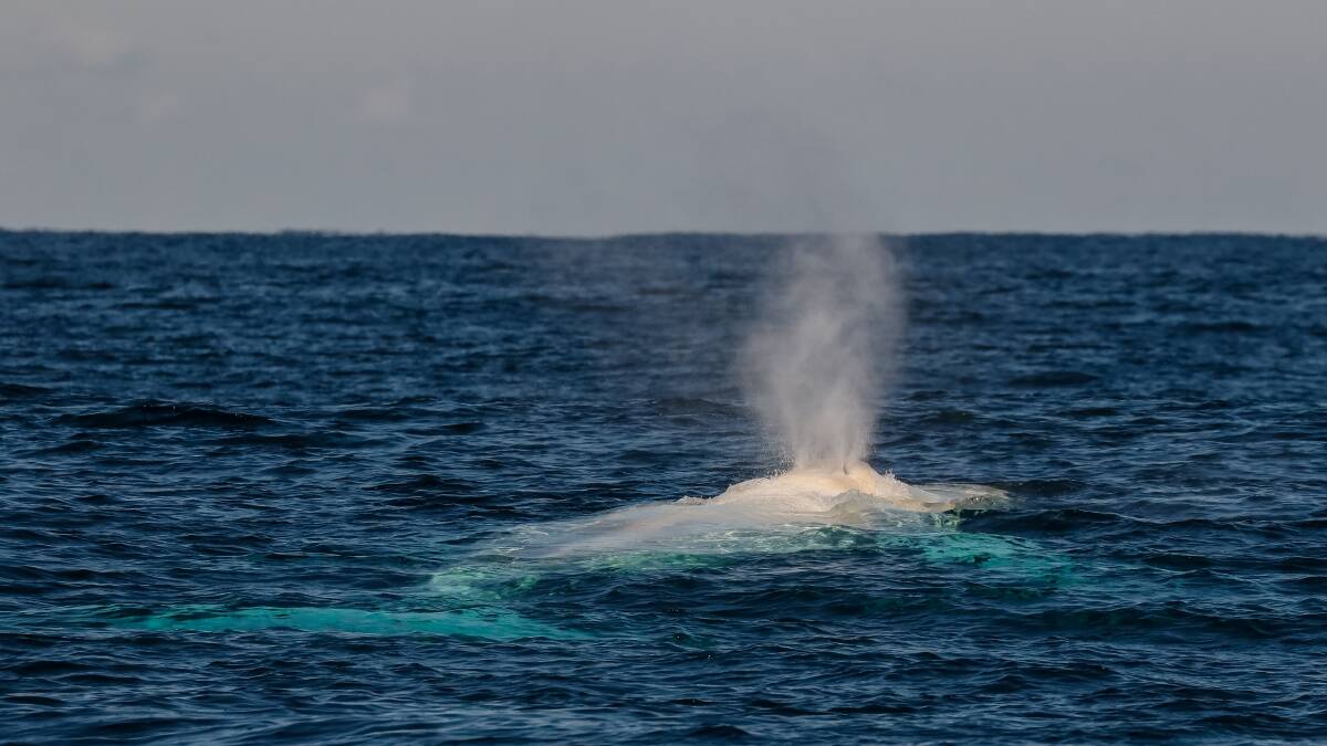 AHH HE BLOWS: Migaloo off Port Macquarie on July 29. Photo: Jodie Lowe's Marine Animal Photography.