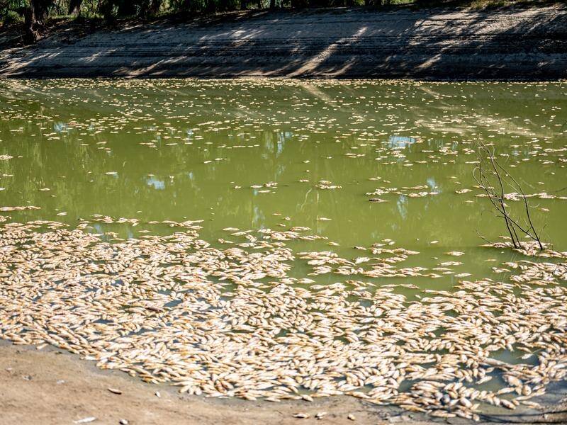 An estimated 20 million fish died in the Darling River at Menindee in March. (Samara Anderson/AAP PHOTOS)