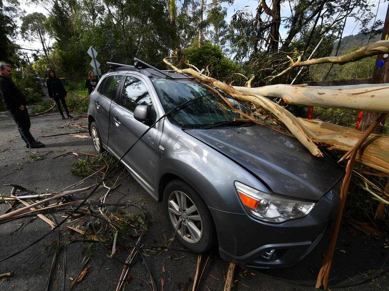 Victorians are warned about falling trees, with damaging winds up to 100km/h forecast.