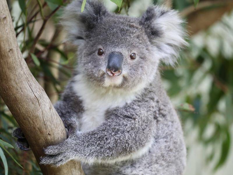 Australia's beloved koalas are under threat of extinction - Focus