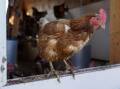 Different strains of avian influenza have been found in two states. (AP PHOTO)