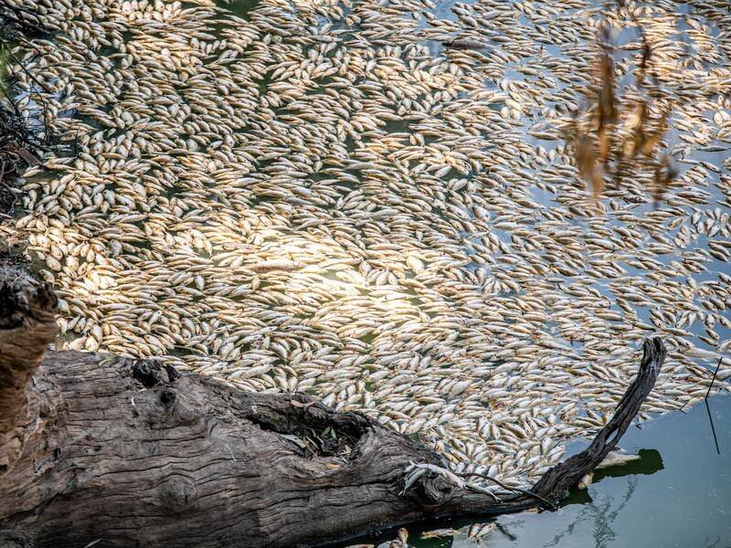 Millions of dead fish have washed up on the Darling-Baaka River at Menindee and towards Pooncarie. (Samara Anderson/AAP PHOTOS)