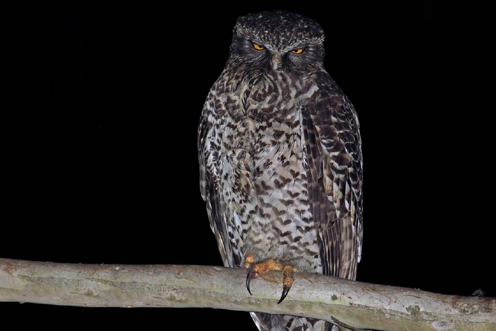 Help record sightings: This male powerful owl was seen at Lugarno. Picture: Dave Mercer