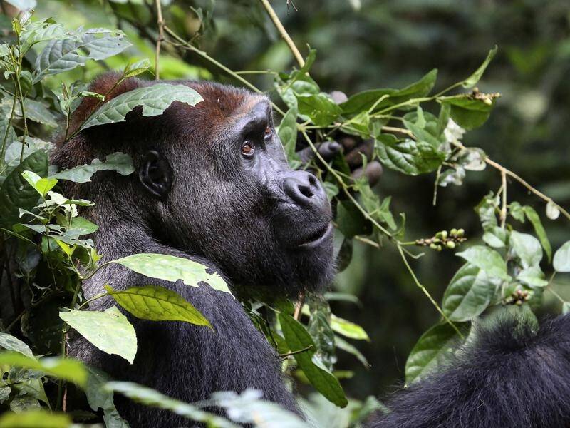 A survey has found there are more than 360,000 lowland gorillas in the wild in Western Africa.