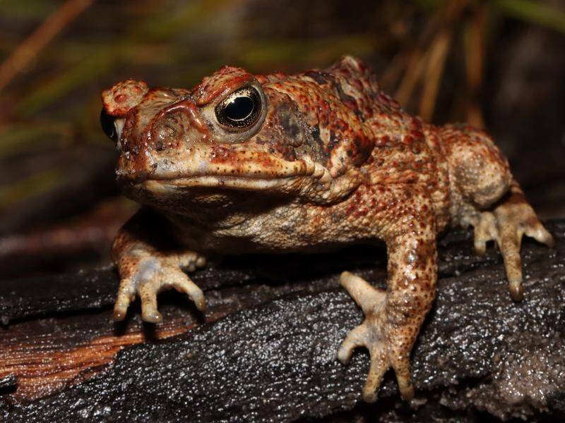 Cane toads prefer foraging in relatively open habitats and thus can thrive in post-fire landscapes.