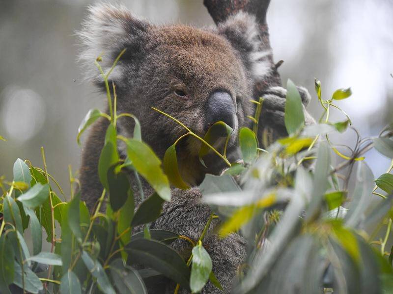 Kangaroo Island's koala population has rebounded spectacularly since the 2020 bushfires. (Lukas Coch/AAP PHOTOS)