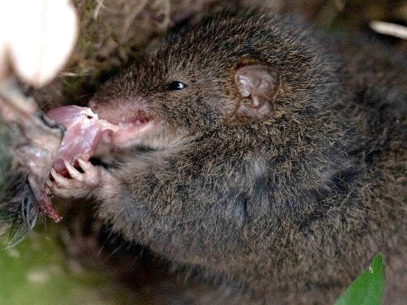 Antechinuses are known to eat the male of the species after it dies following 'frenzied' breeding. (HANDOUT/QUEENSLAND UNIVERSITY OF TECHNOLOGY)
