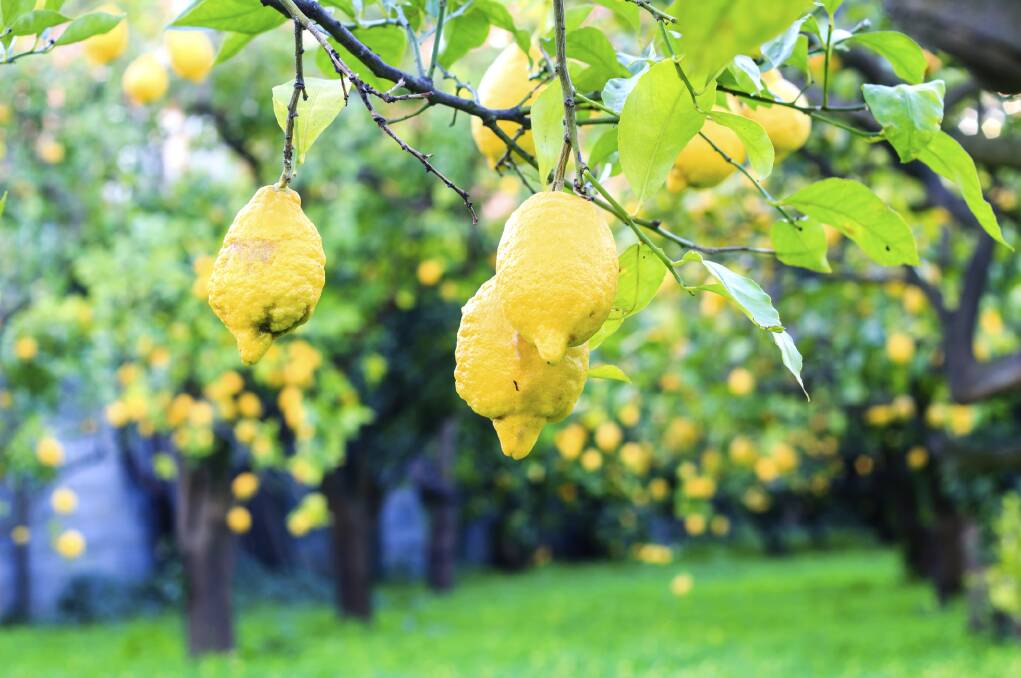 Lemon garden Thinkstock 